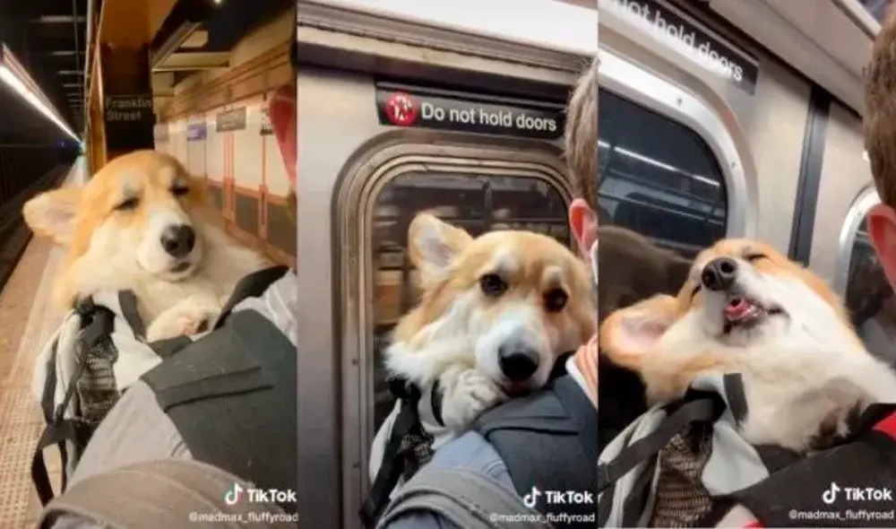 Perro - tiktok - viral Perro - tiktok - viral