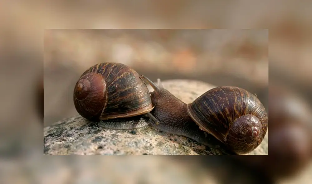 El hecho que Jeremy (y otros caracoles) tengan caparazones “zurdos”, se debe a una condición accidental, y no hereditaria.
