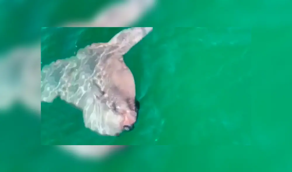 Desliza cada captura del video viral de YouTube hacia la izquierda.