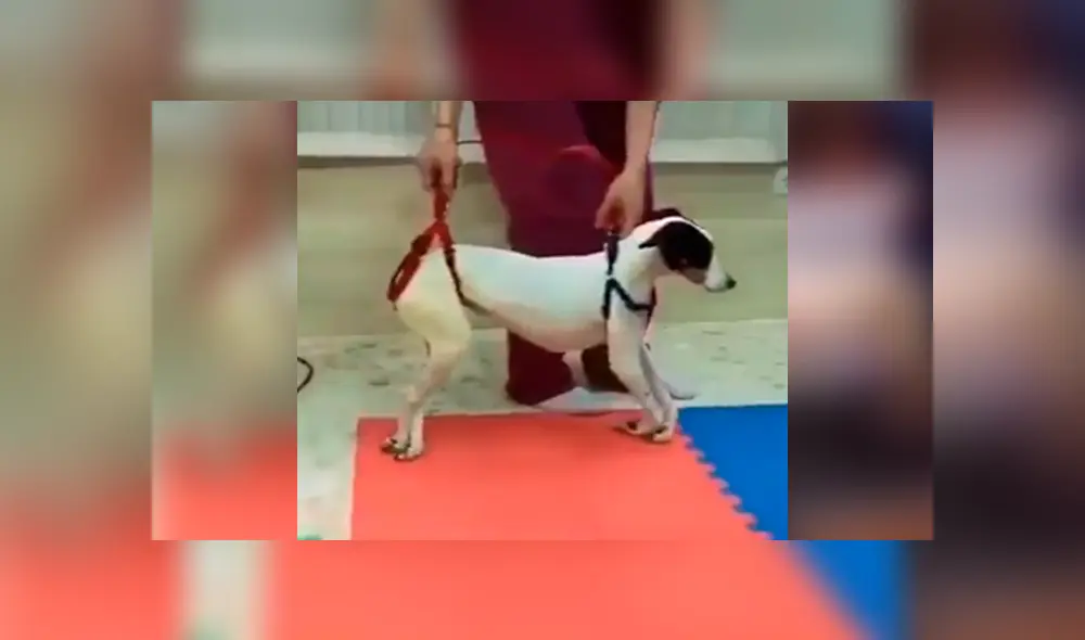 Desliza para ver los detalles de este conmovedor video viral de Facebook. Foto: Captura. Desliza para ver los detalles de este conmovedor video viral de Facebook. Foto: Captura.