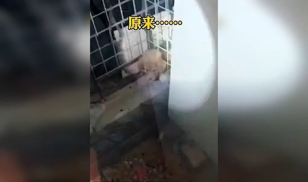 Desliza las imágenes para ver a la tierna perrita pidiendo ayuda a los bomberos para rescatar a su cachorro. Foto: captura de YouTube Desliza las imágenes para ver a la tierna perrita pidiendo ayuda a los bomberos para rescatar a su cachorro. Foto: captura de YouTube