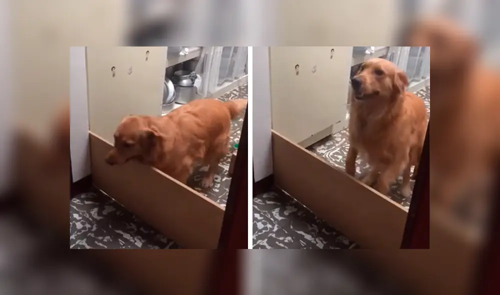 Desliza las imágenes hacia la izquierda para observar la acción de un perro al no cumplir con el juego inventado por su dueño. Desliza las imágenes hacia la izquierda para observar la acción de un perro al no cumplir con el juego inventado por su dueño.