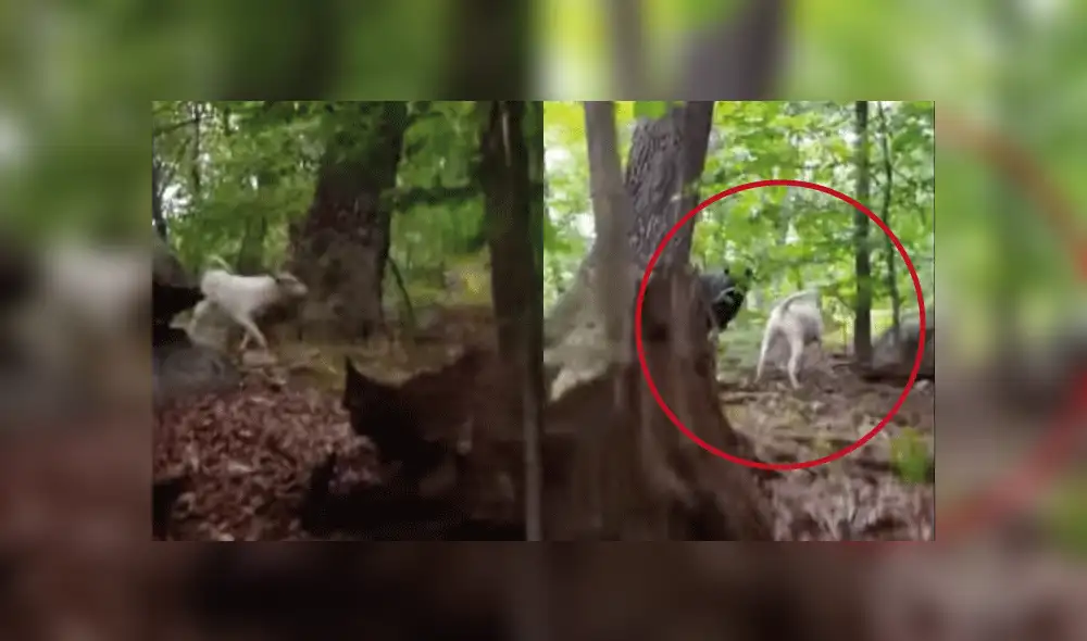 YouTube: Perro se enfrenta a un enorme oso y el final es inesperado [VIDEO]
