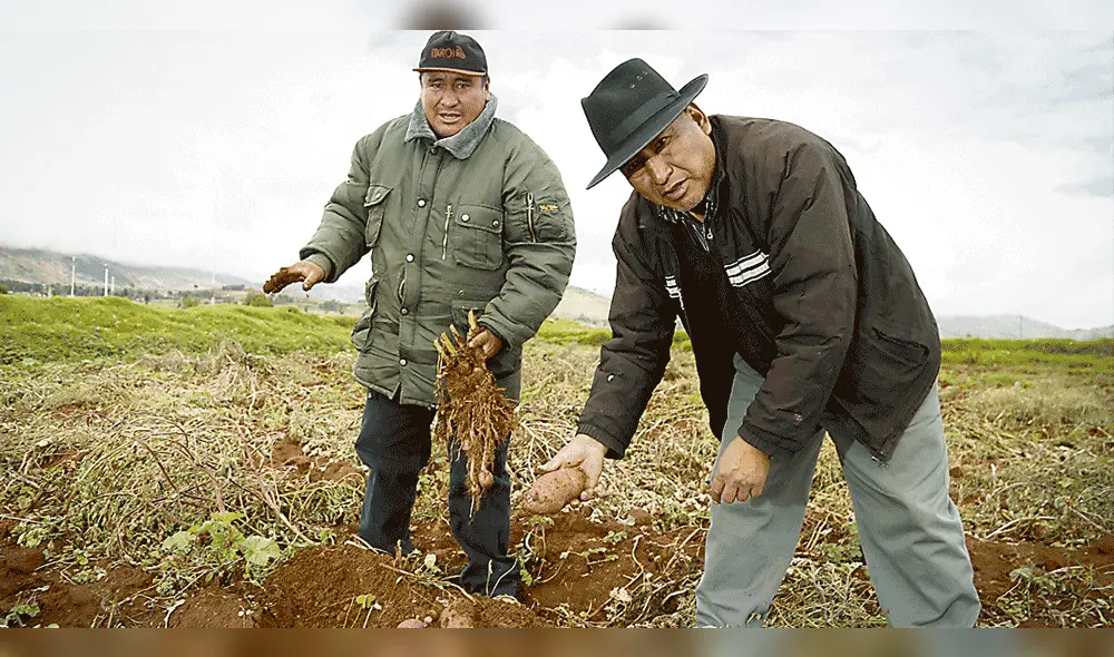 Productores de papa yungay, única y canchán: “Aquí se pierde todo”