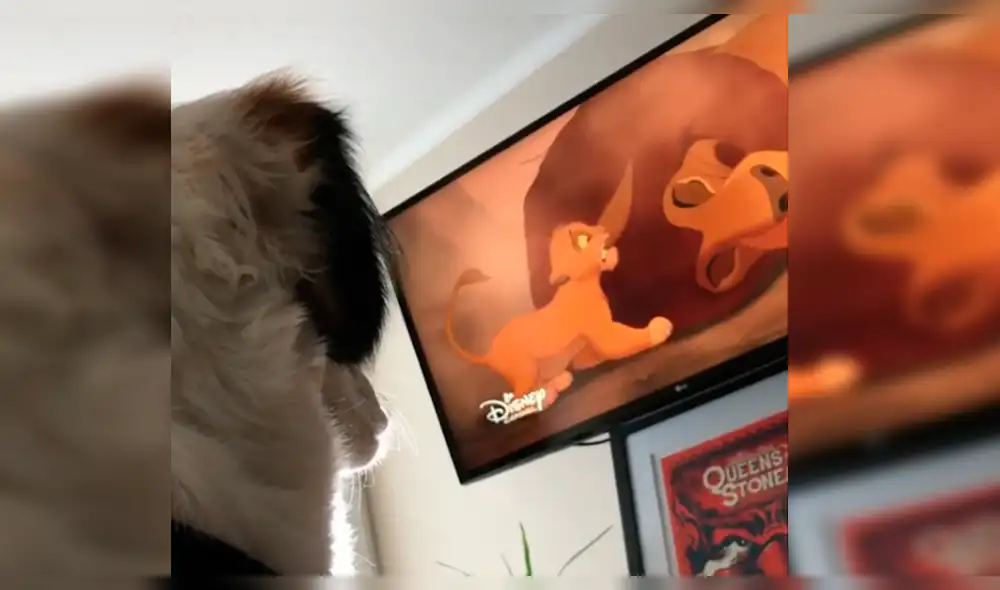 Instagram: Perrita llora viendo triste escena del 'Rey León' y conmueve a miles [VIDEO]