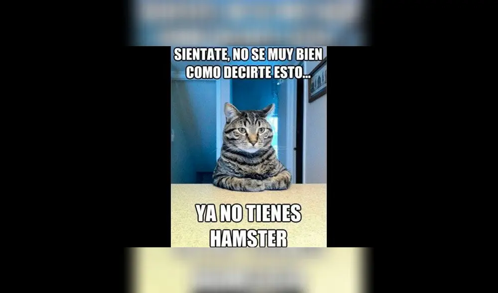 Memes, Día Internacional del Gato Memes, Día Internacional del Gato