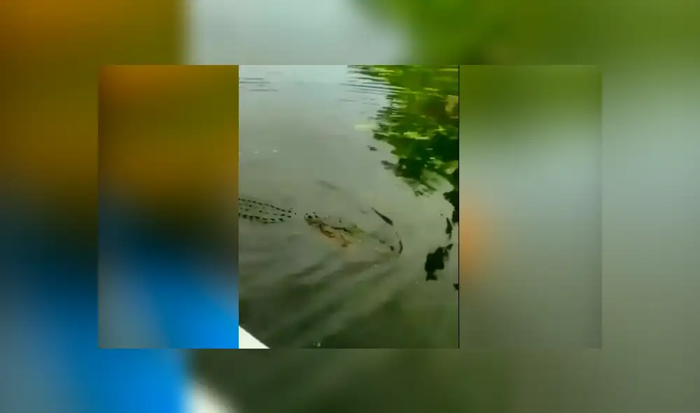 Desliza hacia la izquierda para ver la reacción que tuvo un cocodrilo al recibir sus alimentos, hecho que se viralizó en Facebook.