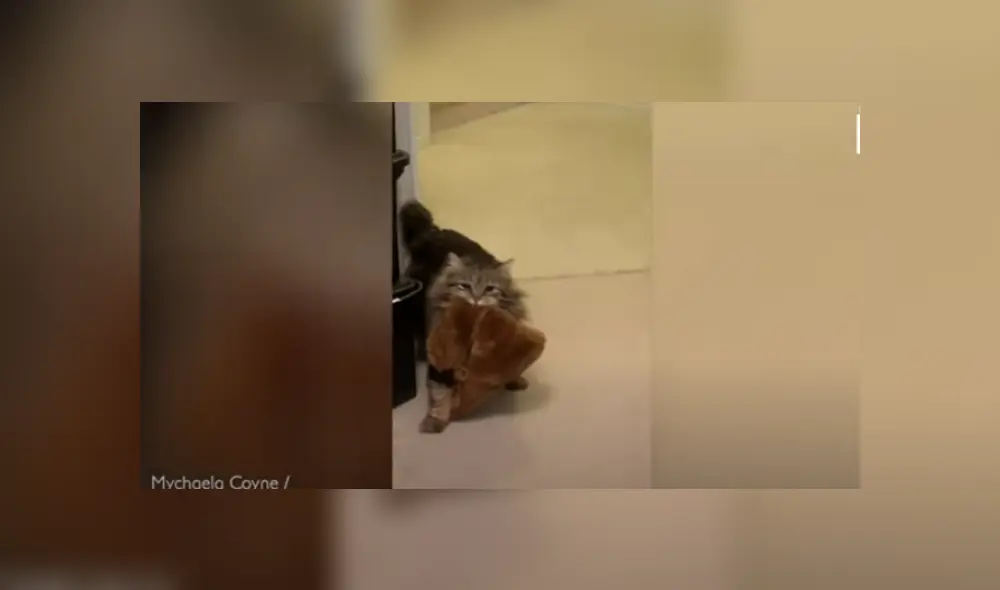 Desliza hacia la izquierda para ver más del video viral Desliza hacia la izquierda para ver más del video viral