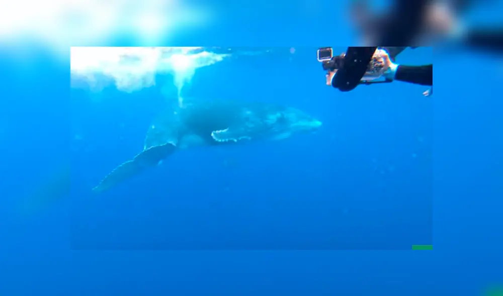 Video es viral en Facebook. Curiosos turistas se acercaron a la mamá ballena, sin imaginar que esta los sorprendería con conmovedora conducta