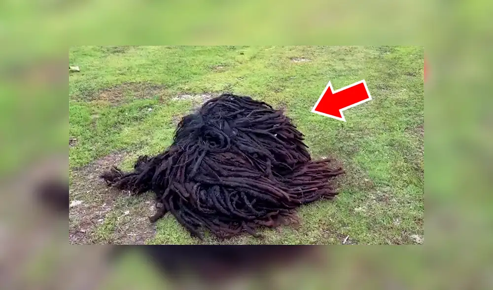 YouTube viral: Descubre extraño bulto en la calle, se asoma y queda en shock [VIDEO] 