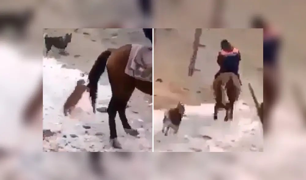 El felino se trepó a la cola del caballo y sufrió las duras consecuencias de su atrevida acción. Foto: captura.