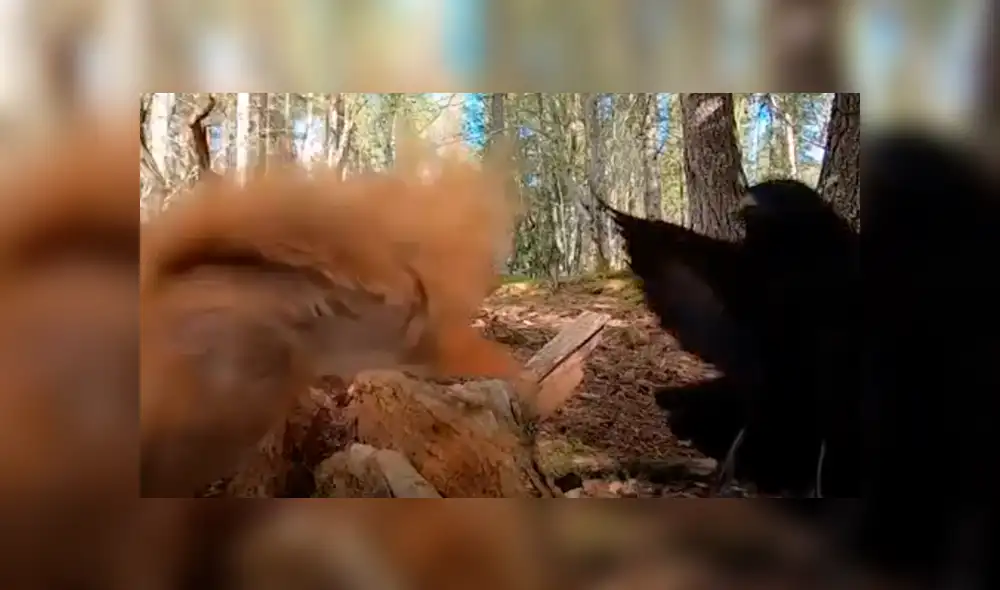 Desliza la imagen para ver todas las fotos. Newsflare/YouTube Desliza la imagen para ver todas las fotos. Newsflare/YouTube