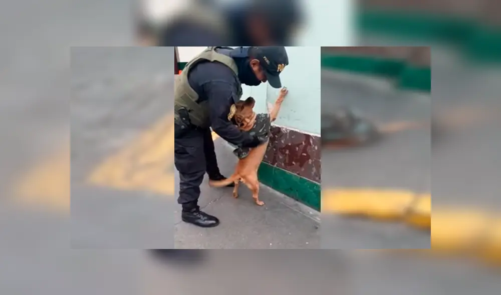 En Facebook, unos policías peruanos no tuvieron mejor idea que intervenir a un perro que actuó como un ‘delincuente’.