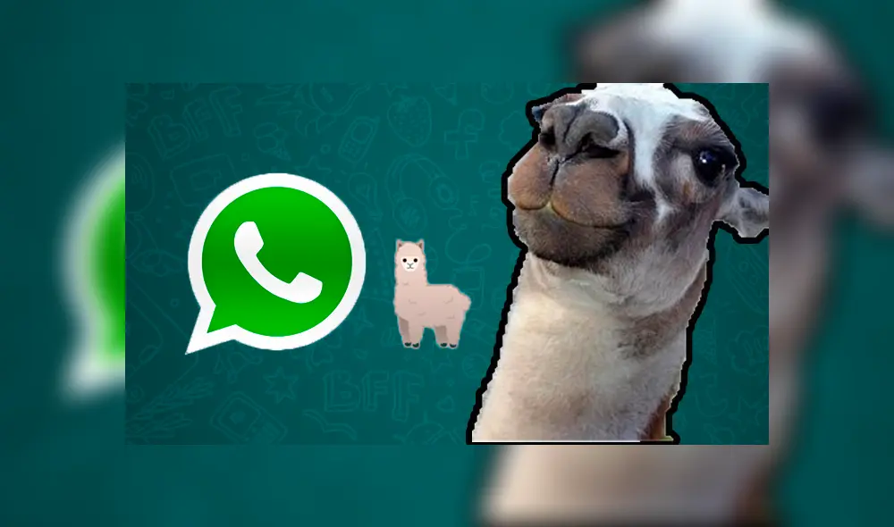 WhatsApp Viral: lanza emotivo emoji inspirado en la famosa "llama peruana" y así luce