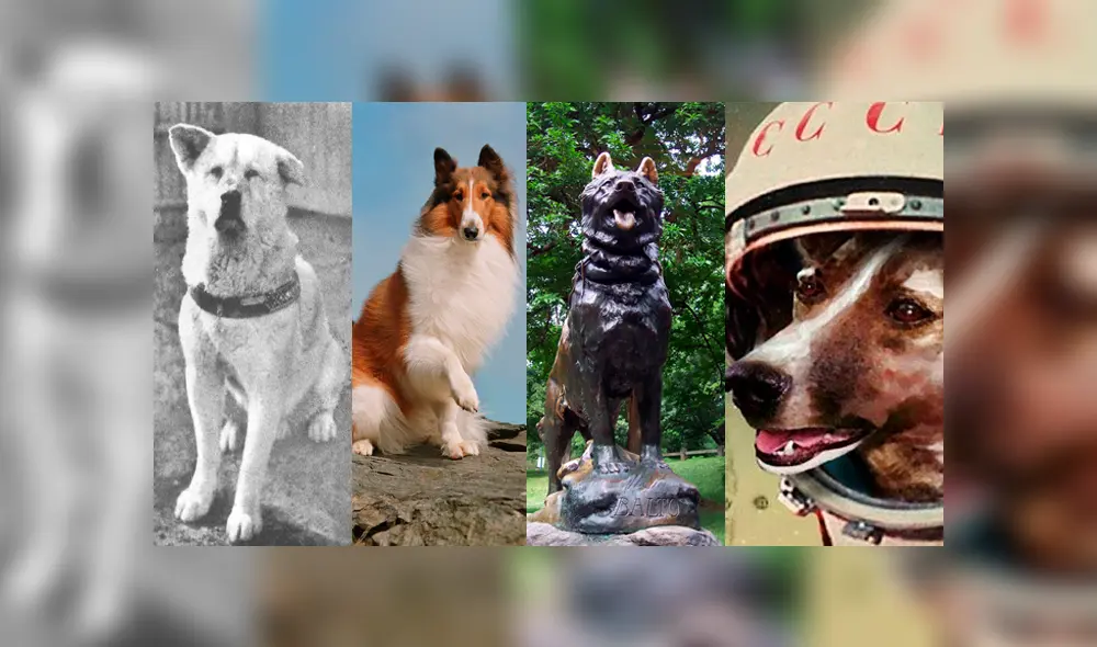 Hachiko, Lassie, Balto y Laika son solo algunos de los nombres más recordados. (Foto: composición Planeta Vivo / Petbucket / Tato's Bear Cave)