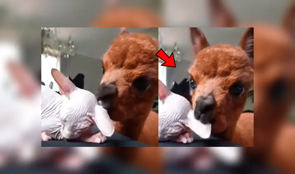 Facebook: alpaca peruana tiene inquietante gesto con ‘gata esfinge’ y ella reacciona así [VIDEO]