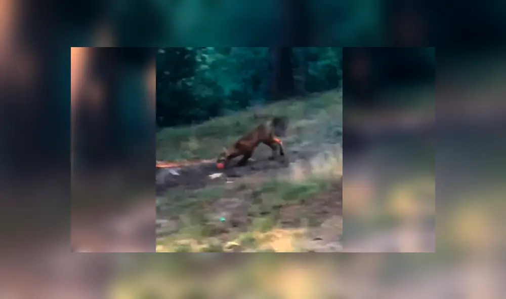 YouTube viral: mujer se topa con zorro salvaje, le lanza una pelota y este tiene insólita reacción