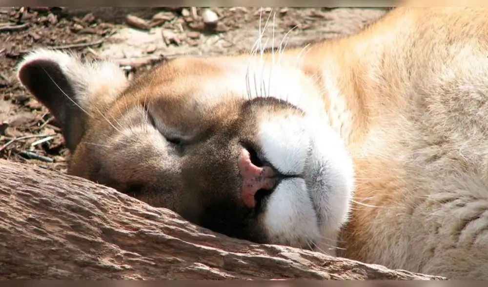 El Gato Fantasma: El animal que es el primero del año en ser declarado extinto
