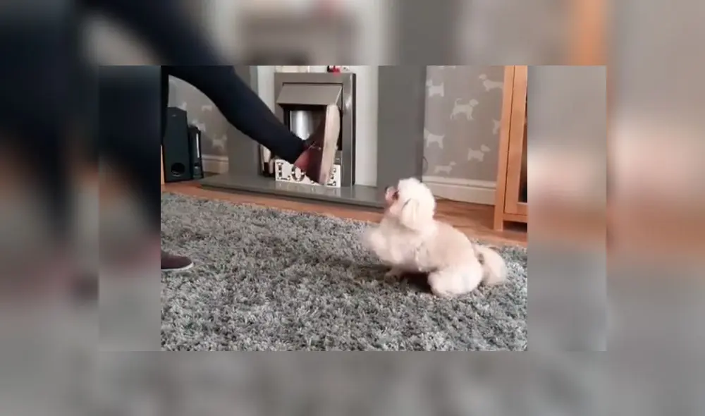 Desliza las imágenes para ver la curiosa escena que protagonizó un perro bebé con su dueña en pleno reto de baile. Foto: thetrickstarsuk Desliza las imágenes para ver la curiosa escena que protagonizó un perro bebé con su dueña en pleno reto de baile. Foto: thetrickstarsuk