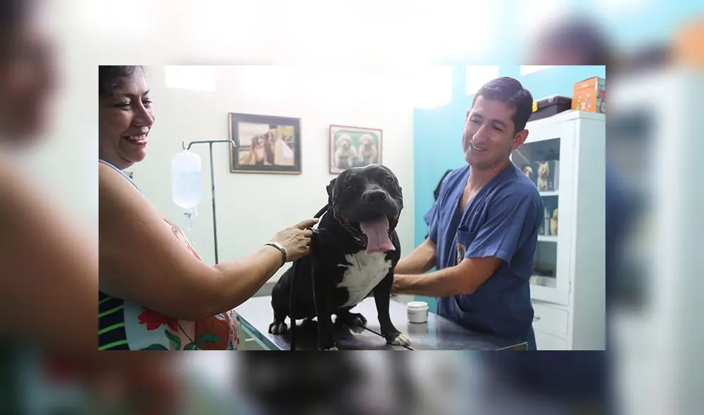 Brindan atención gratuita a mascotas de lunes a viernes [FOTOS]