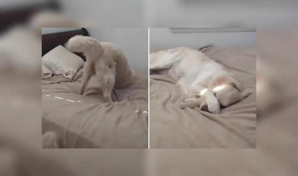 A través de YouTube se hizo viral la reacción de un perro al ser descubierto por su dueño en mitad de una travesura. A través de YouTube se hizo viral la reacción de un perro al ser descubierto por su dueño en mitad de una travesura.