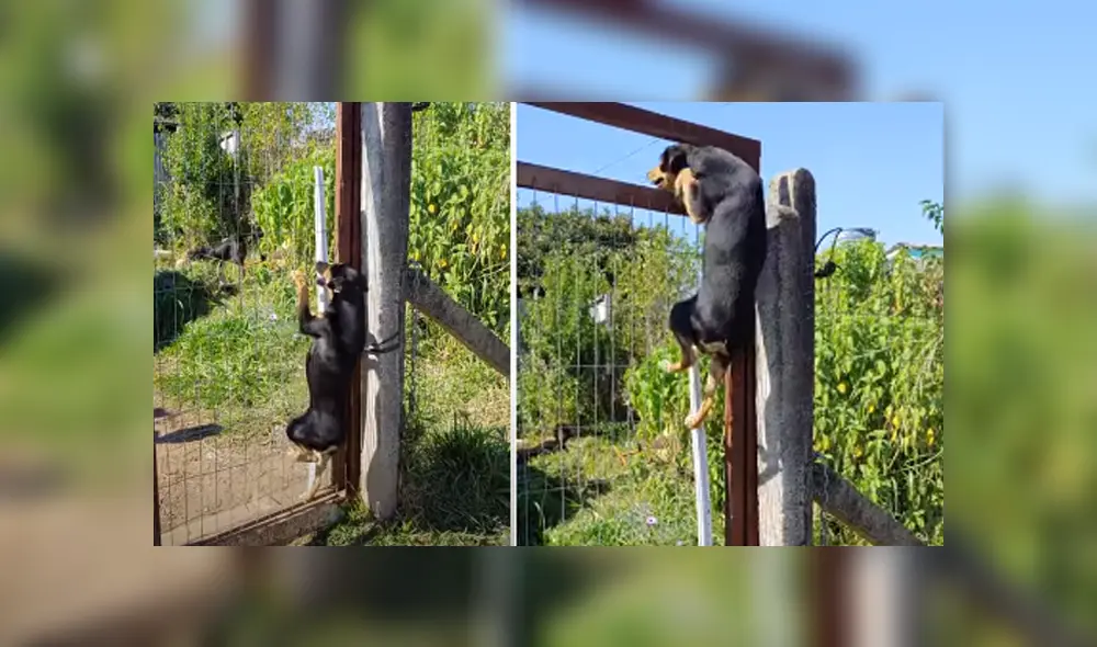 Desliza hacia la izquierda para ver las imágenes del viral de YouTube. Foto: Captura. Desliza hacia la izquierda para ver las imágenes del viral de YouTube. Foto: Captura.