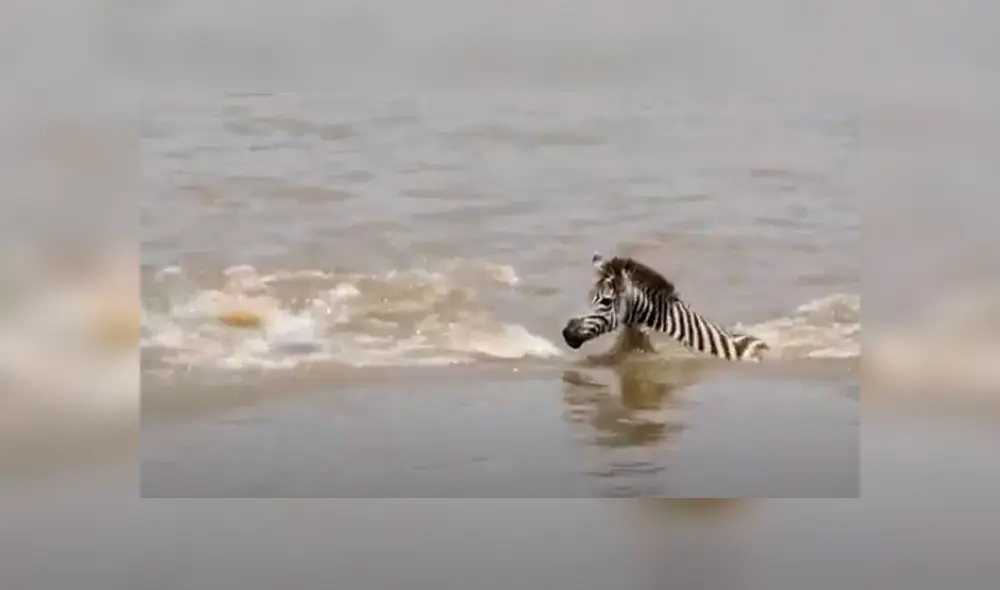 Desliza las imágenes hacia la izquierda para conocer el trágico final que tuvo una cebra al toparse con un feroz reptil. Foto: Caters Clips. Desliza las imágenes hacia la izquierda para conocer el trágico final que tuvo una cebra al toparse con un feroz reptil. Foto: Caters Clips.