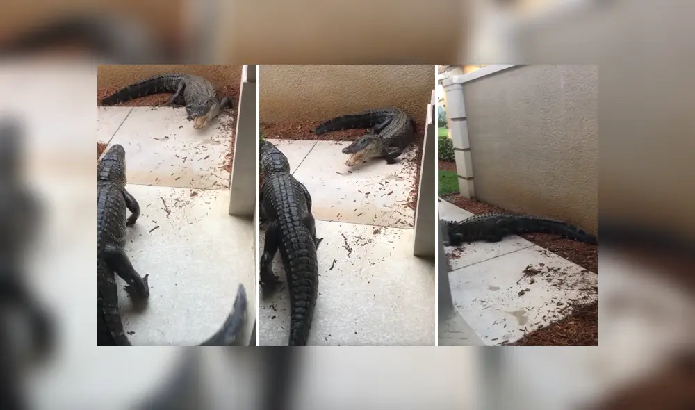A través de Facebook se ha vuelto viral el aterrador momento en que dos cocodrilos pelean en la puerta de una casa. A través de Facebook se ha vuelto viral el aterrador momento en que dos cocodrilos pelean en la puerta de una casa.