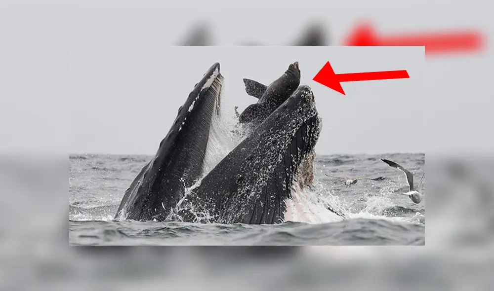 Fb Ballena Fb Ballena