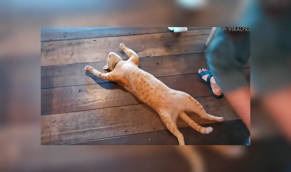 Dueños de restaurante grabaron el gracioso comportamiento de la felina y lo compartieron en YouTube Dueños de restaurante grabaron el gracioso comportamiento de la felina y lo compartieron en YouTube