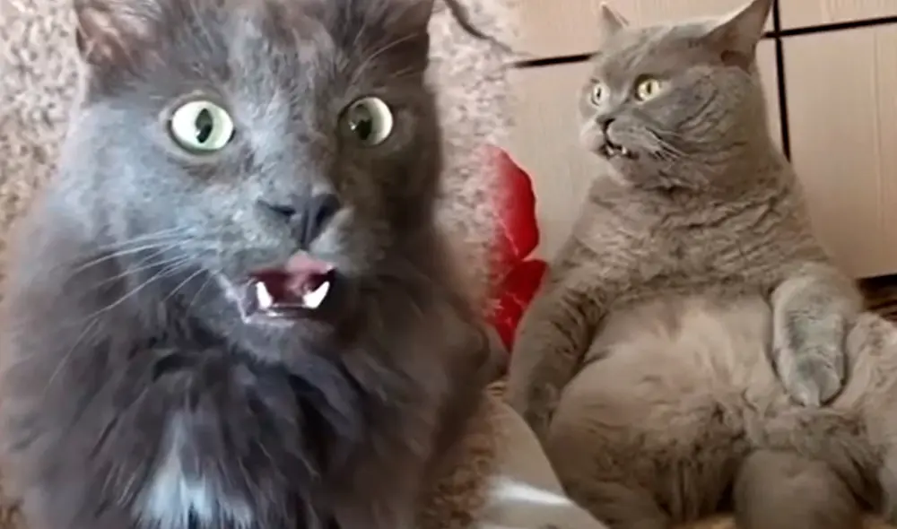 El curioso gesto de los gatos ha generado gracias entre sus dueños, pero tiene una explicación. Foto: composición LR/Mundo de gatos