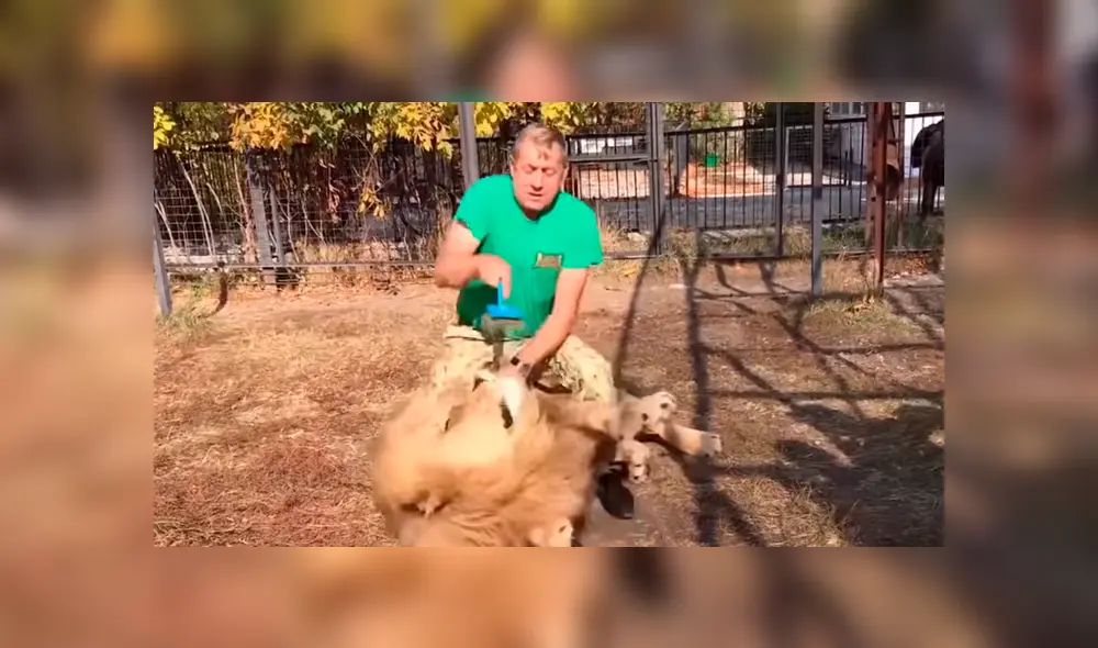 Cuidador ingresa a jaula de león para peinarlo. Foto: Captura.