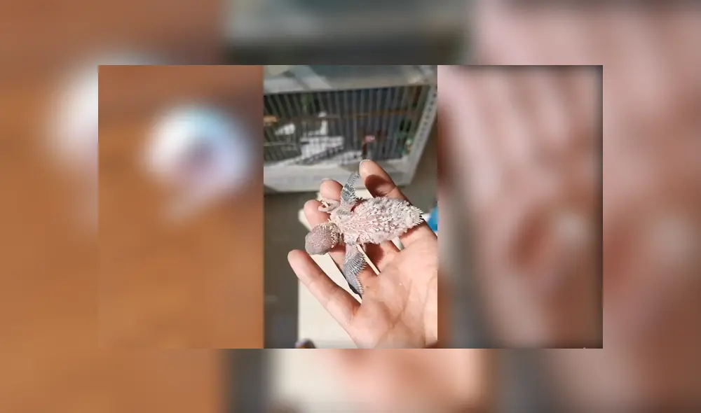 Desliza para ver el desenlace de este video viral publicado en YouTube. Foto: Captura.