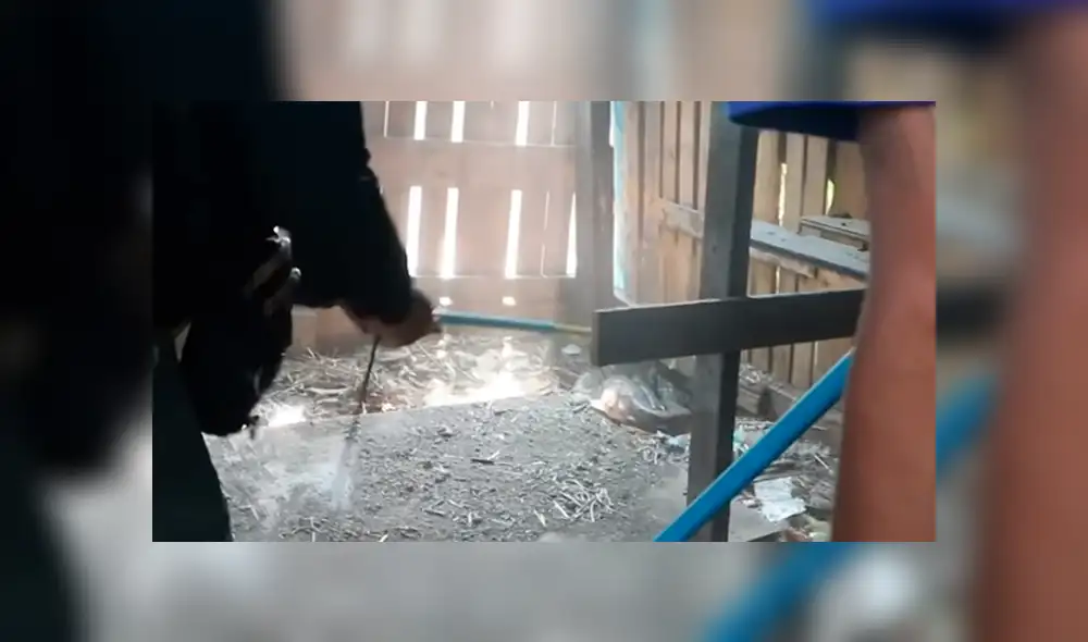 YouTube viral: misterioso animal ingresa a gallinero y deja "congelado" a granjero que notó cómo lucía [VIDEO]