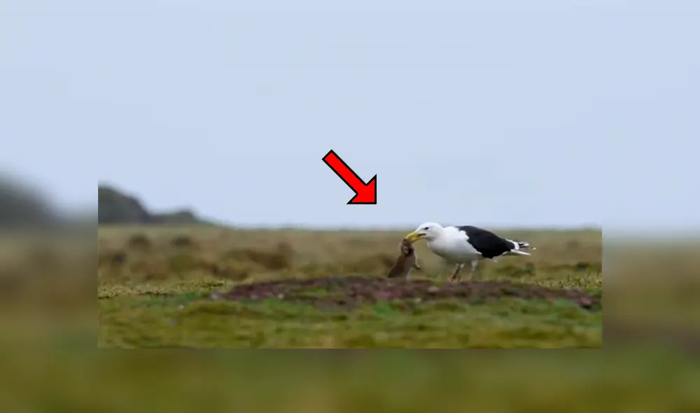 Una gaviota se encontró con un conejo y hizo algo insólito, lo cual dejó a miles atónitos. Una gaviota se encontró con un conejo y hizo algo insólito, lo cual dejó a miles atónitos.