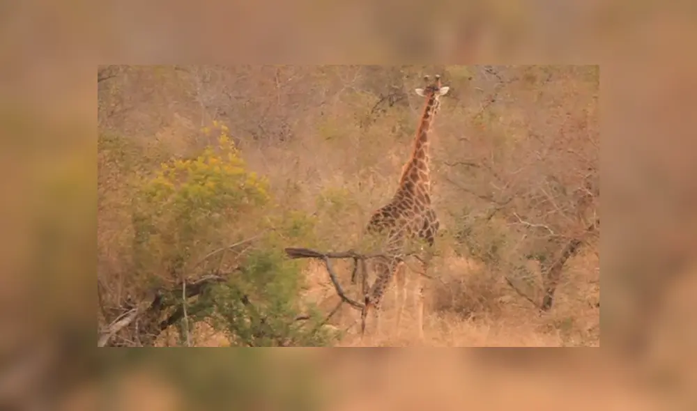 Desliza para ver los detalles de este video viral de YouTube. Foto: Captura.