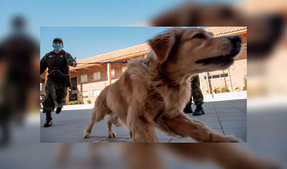 Miembros del equipo de entrenamiento canino de la policía chilena juegan con un perro Golden Retriever llamado Clifford. Foto: AFP. Miembros del equipo de entrenamiento canino de la policía chilena juegan con un perro Golden Retriever llamado Clifford. Foto: AFP.