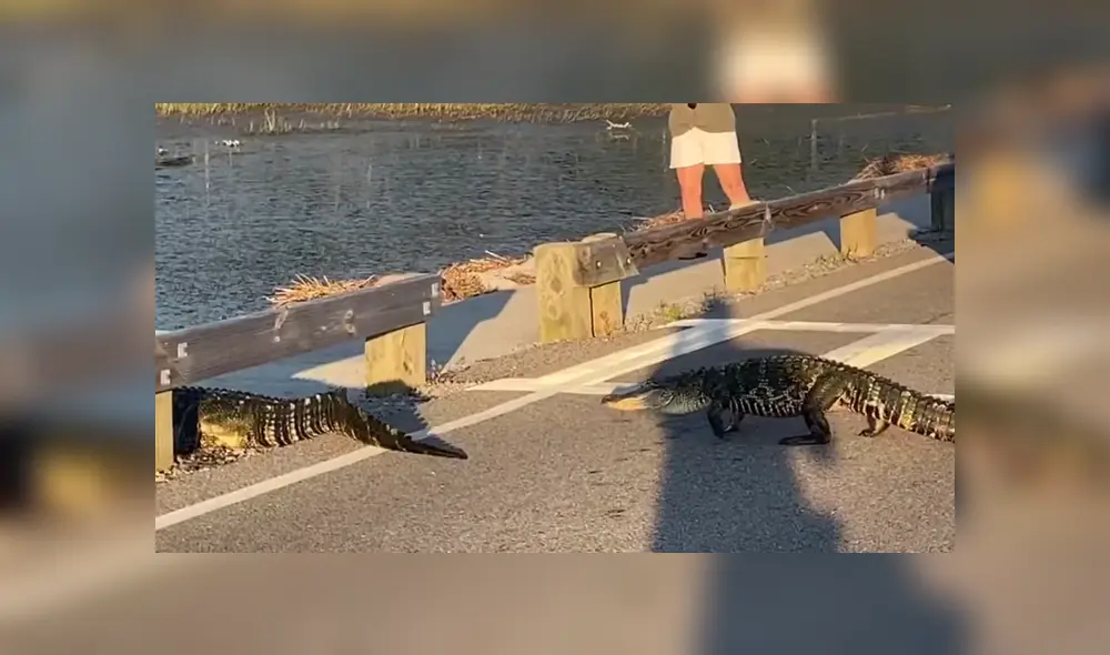 Un grupo de caimanes invadió las calles para poder llegar hasta un lago. Foto: Facebook