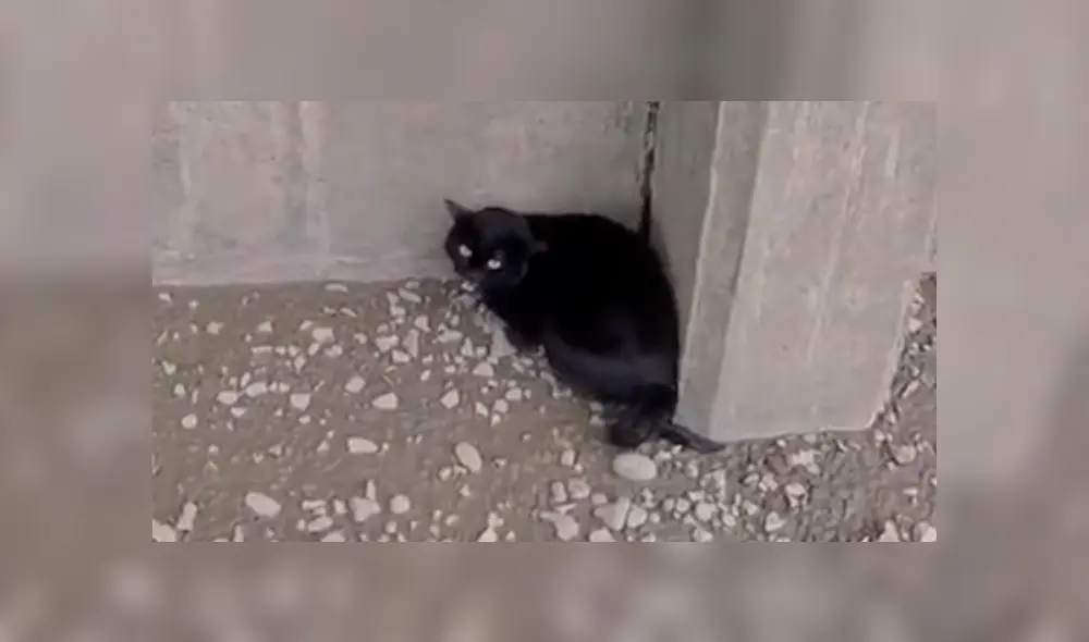 Desliza la imagen compartida para verlas todas. Foto: RNLI/Facebook