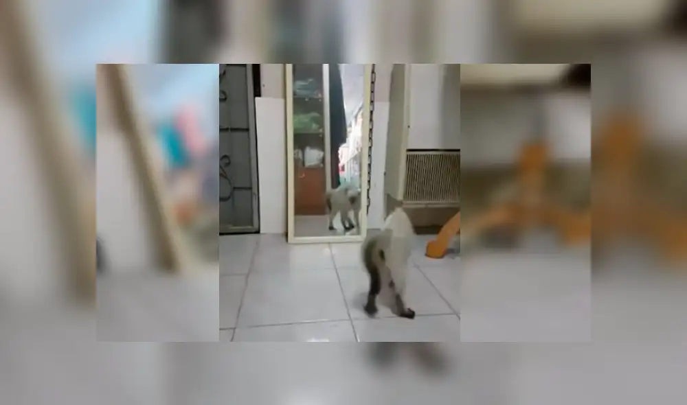 Video es viral en YouTube. La dueña del gato no dudó en grabar el curioso comportamiento del felino mientras se observaba en un espejo Video es viral en YouTube. La dueña del gato no dudó en grabar el curioso comportamiento del felino mientras se observaba en un espejo