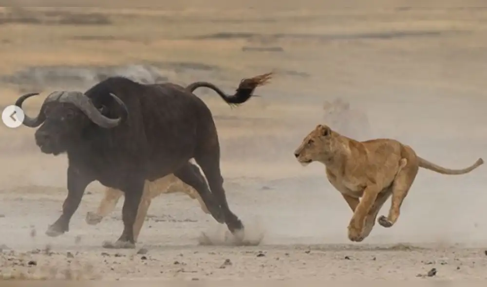 Leona intenta cazar a un búfalo para enseñarle a sus cachorros pero sucede lo imprevisto [FOTOS]