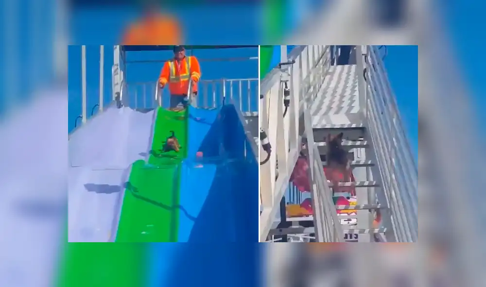 Facebook viral: chica lleva a su perro a un parque de diversiones y este tiene divertida reacción [VIDEO]