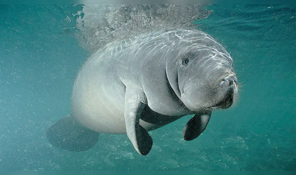 Científicos intentan evitar que la chinchilla, otorongo y manatí se extingan 