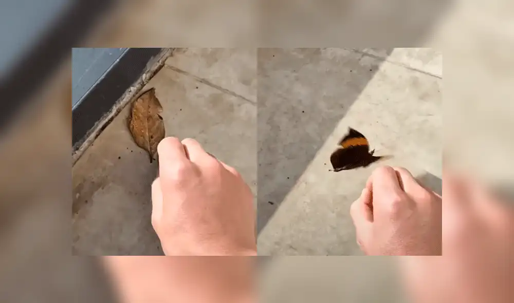 Vía Facebook: intentó levantar una hoja seca, pero era una misteriosa criatura [VIDEO]