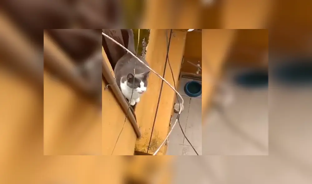En Facebook, una mujer imitó el sonido de un gato callejero y no imaginó que este iba invadir su hogar. En Facebook, una mujer imitó el sonido de un gato callejero y no imaginó que este iba invadir su hogar.