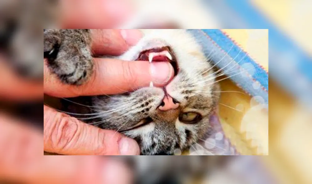 Video es viral en YouTube. Si tienes un gato como mascota, seguro has notado que suele estar muy cariñoso y cambia de actitud de forma intempestiva . ¿Por qué? Foto: Captura. Video es viral en YouTube. Si tienes un gato como mascota, seguro has notado que suele estar muy cariñoso y cambia de actitud de forma intempestiva . ¿Por qué? Foto: Captura.