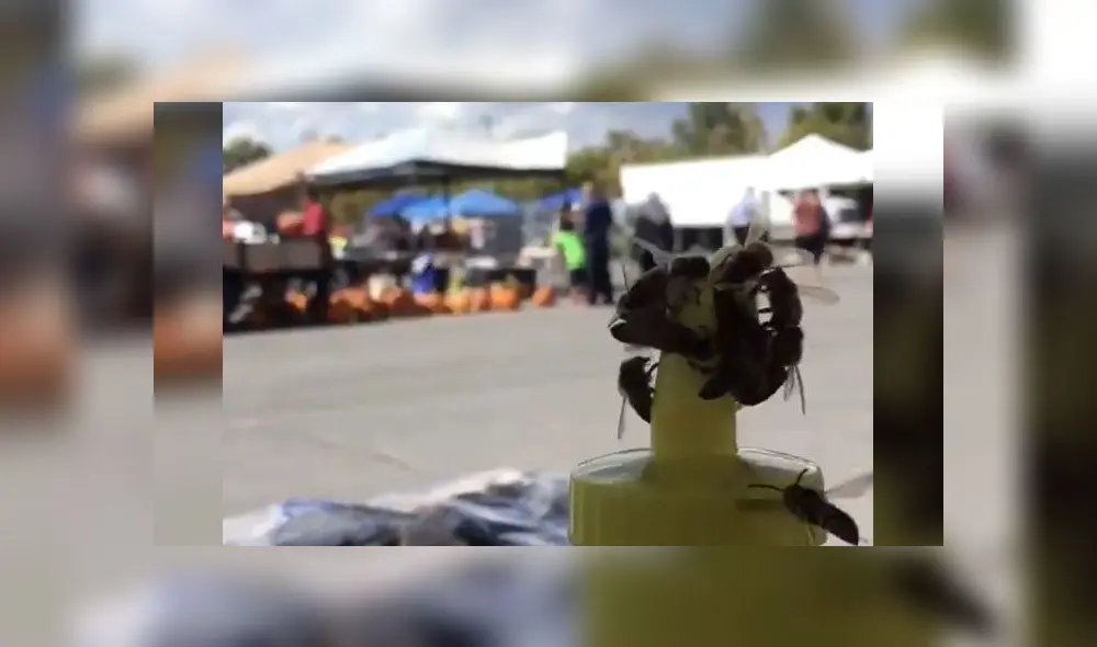 En Youtube, un video se volvió viral al dejar a miles impresionados con la hazaña que logró un grupo de abejas. En Youtube, un video se volvió viral al dejar a miles impresionados con la hazaña que logró un grupo de abejas.