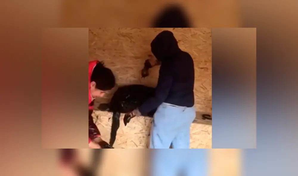 Desliza hacia la izquierda para ver cómo luce el perro que se ha vuelto viral en YouTube.