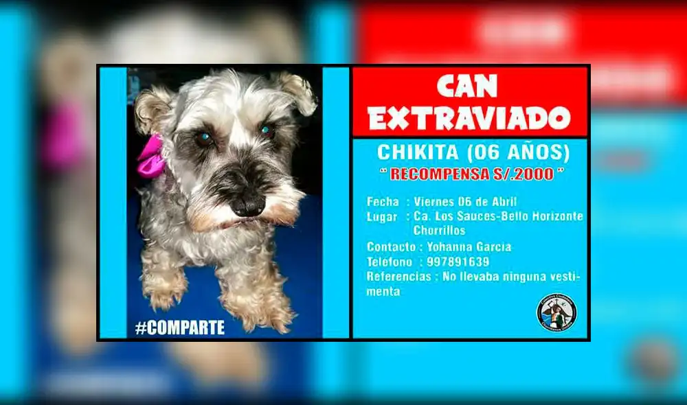 Ofrecen 2 mil soles de recompensa por mascota perdida Ofrecen 2 mil soles de recompensa por mascota perdida