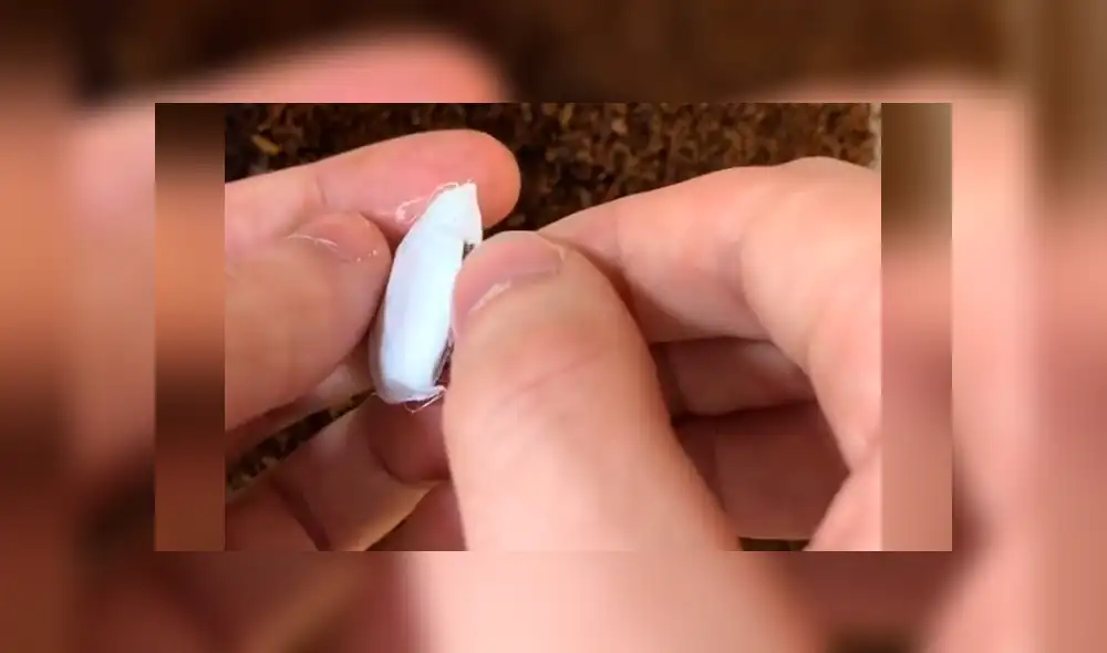 Un video viral de Facebook registró el momento en que cientos de peligrosas criaturas salieron de una misteriosa bolsa. Un video viral de Facebook registró el momento en que cientos de peligrosas criaturas salieron de una misteriosa bolsa.